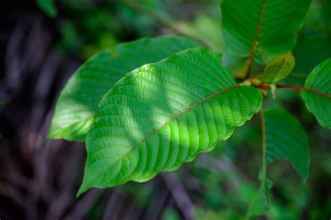 What are alkaloids and why are they important in kratom?